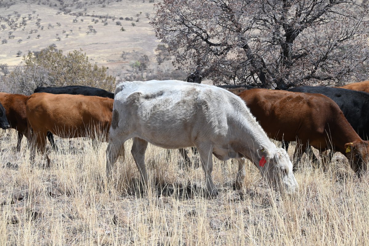 Boomitra tweet media