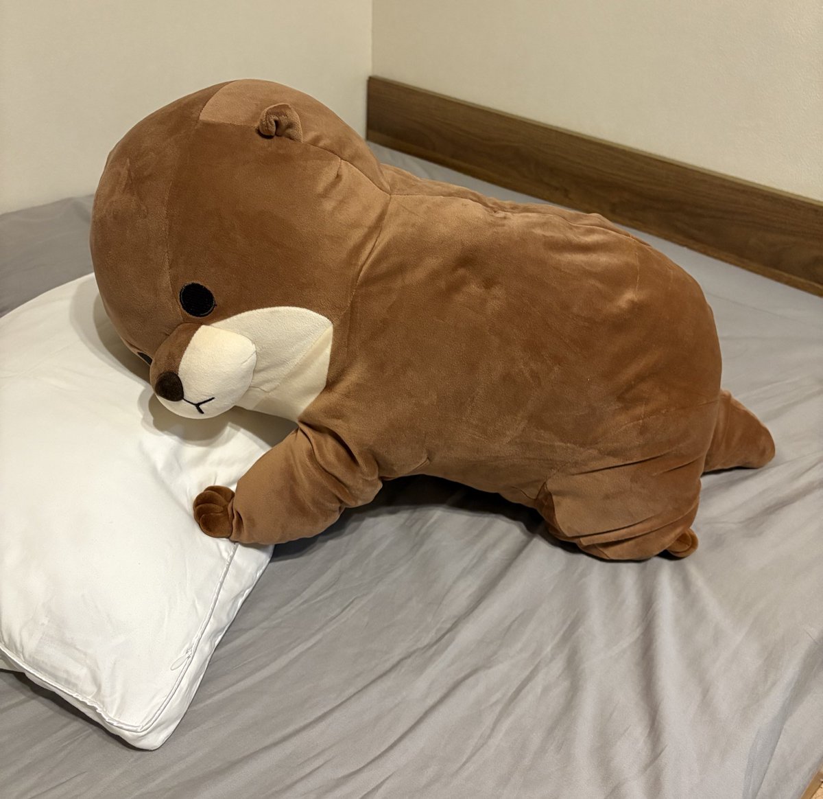 カワウソお迎えしたいけどできないからぬいぐるみで満たしてる🦦5匹目の新入り。