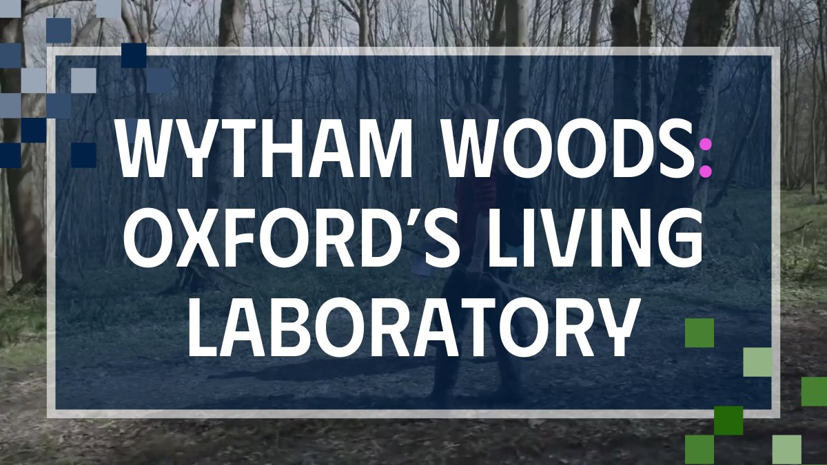 🌍 | Bees are vital indicators of ecological health. 🐝 

Discover Oxford's research on bees and other species at Wytham Woods, the most studied woodland in the world.

#OxfordClimate | #WorldBeeDay | #RHSChelsea
