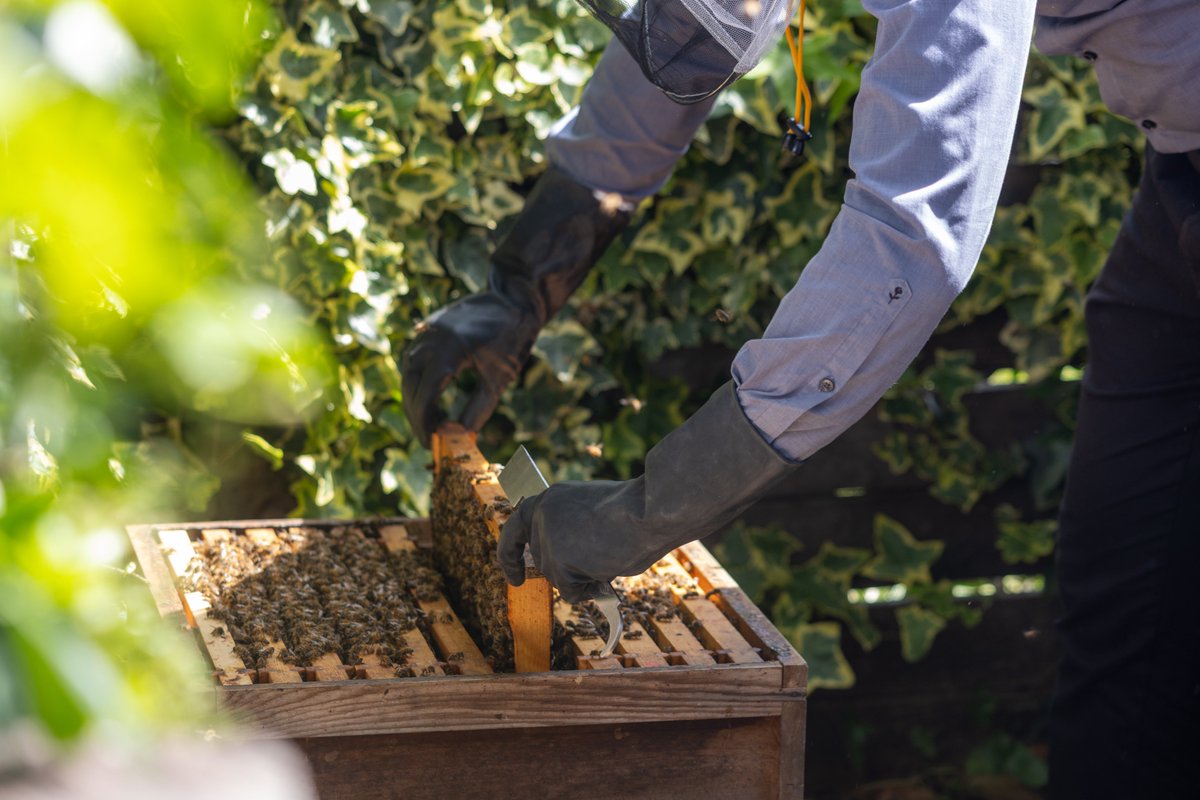 FranceintheUK's tweet photo. #BeeEngaged - take action to protect our pollinators. 🐝 Celebrate #WorldBeeDay with us! 🇫🇷 @franceintheuk is proud to support and protect bees and their environment.
🌼 We’re excited to welcome a new bee colony to the French Residence! https://t.co/jiRbrpQTNF