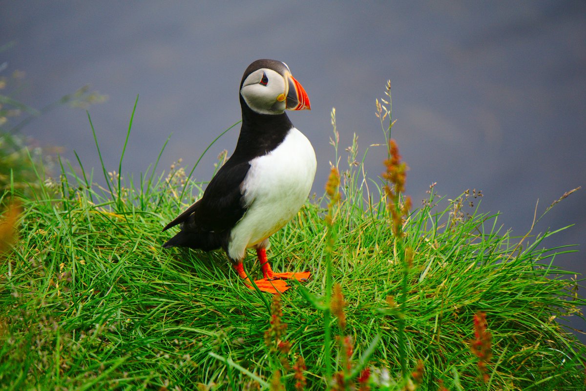 Sciences at Newcastle (@sciencesncl) on Twitter photo ๐ชถ๐One puffin, two puffin, three puffin, four: The National Trustโs puffin count gets underway on the Farne Islands <a href="/Countrylifemag/">Country Life</a>. Dr Richard Bevan is quoted in this article about the Farne Islandsโ growing puffin population. tinyurl.com/mrjpc9sa #WeAreNCL #puffin ๐ชถ๐One puffin, two puffin, three puffin, four: The National Trustโs puffin count gets underway on the Farne Islands <a href="/Countrylifemag/">Country Life</a>. Dr Richard Bevan is quoted in this article about the Farne Islandsโ growing puffin population. tinyurl.com/mrjpc9sa #WeAreNCL #puffin