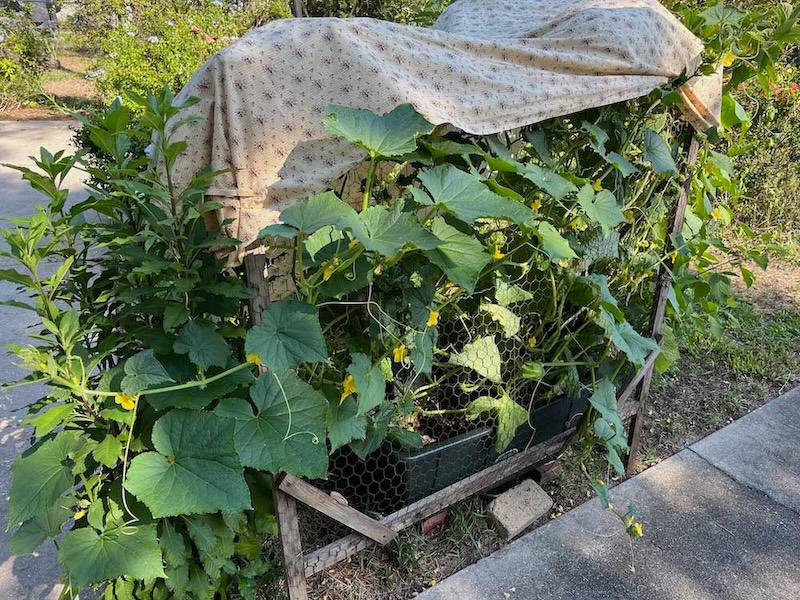 We got a late start &amp; I'm amazed we still have thriving cucumber plants in late May. They're not producing much - maybe because of the mid-90s temps? I had to put up a shade cloth. The Everglades tomato, now, will produce until frost. #florida #summer #garden #cucumbers #tomatoes