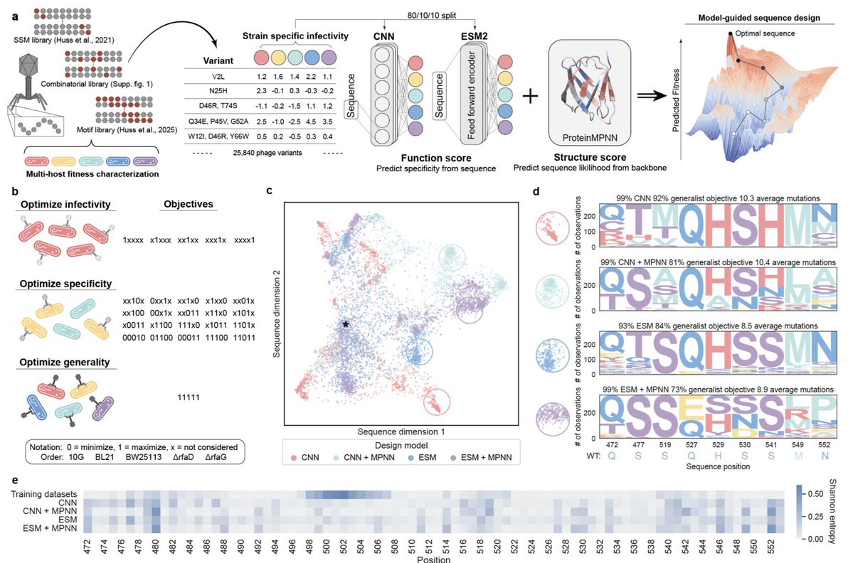 Romero lab (@romerolab1) on Twitter photo 🎉Congrats to Nate for his preprint, jointly with <a href="/vatsanraman/">Vatsan Raman</a>, where training on multifunctional data enabled precise control over designing phages with complex infectivity & specificity. Big shifts in host targeting come from just a few mutations! tinyurl.com/yc4wtn8h 🎉Congrats to Nate for his preprint, jointly with <a href="/vatsanraman/">Vatsan Raman</a>, where training on multifunctional data enabled precise control over designing phages with complex infectivity & specificity. Big shifts in host targeting come from just a few mutations! tinyurl.com/yc4wtn8h