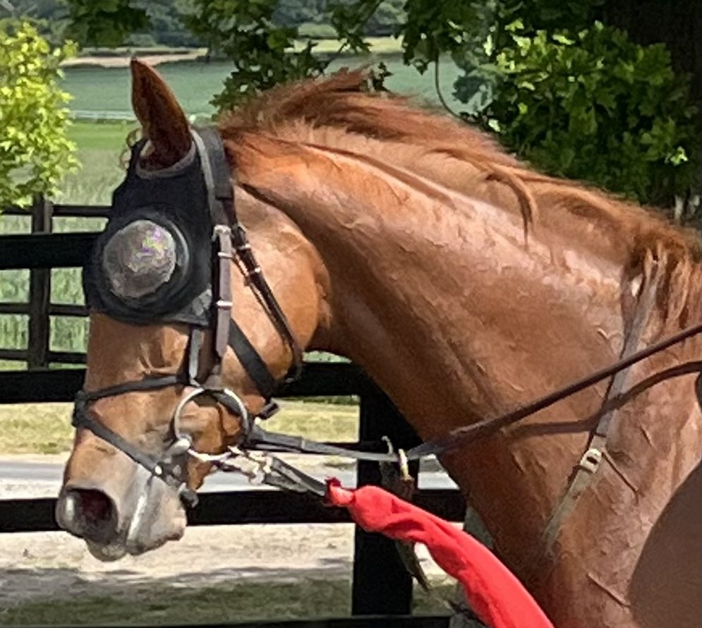 Lady M @starofladym (@sallyma13559126) on Twitter photo Whoop whoop Percy’s Daydream our beautiful filly wins <a href="/LingfieldPark/">Lingfield Park</a> another great purchase by <a href="/lukelillingston/">Luke Lillingston</a> for the MMM racing syndicate <a href="/Tumbattle/">Michael Madden</a> a cracking performance by <a href="/omeararacing/">David O'Meara</a> and <a href="/davidprobert9/">David probert</a> Whoop whoop Percy’s Daydream our beautiful filly wins <a href="/LingfieldPark/">Lingfield Park</a> another great purchase by <a href="/lukelillingston/">Luke Lillingston</a> for the MMM racing syndicate <a href="/Tumbattle/">Michael Madden</a> a cracking performance by <a href="/omeararacing/">David O'Meara</a> and <a href="/davidprobert9/">David probert</a>