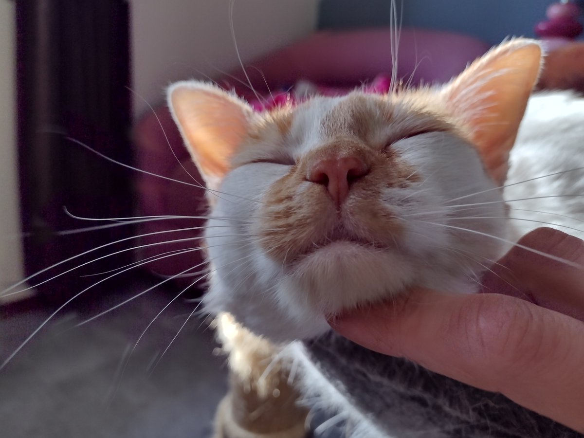 I has a chin skwach
I tilts my hed bak
I has a happy
I dos not attak

I has a chin skwach
I makes a big purr
I not gibs a bite
I dos not gib a grrr

#CheddarPoetry #ChinnySkwaches
