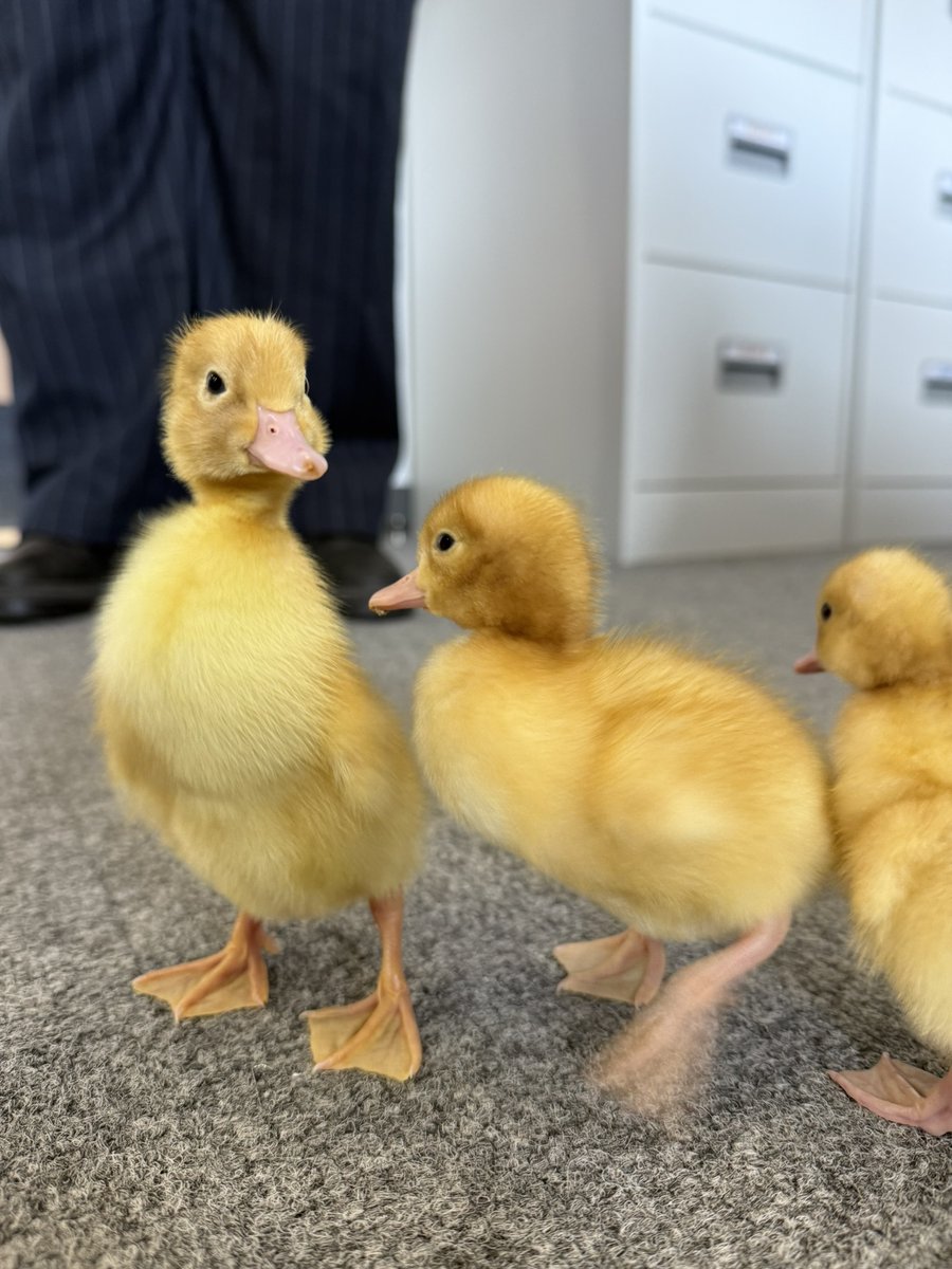 20/5/25 - Everyone at Cleeve Meadow is going quackers for our week with the ducks. 

Introducing Duckins, Duckhart and Duckwell 🦆🦆🦆