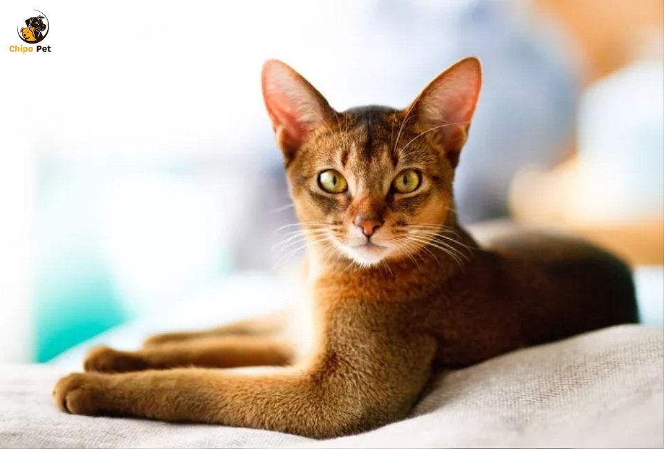 chipopetcom's tweet photo. If you’re seeking a feline that resembles a miniature cougar and acts like an eternal kitten, the Abyssinian Cat is the perfect match, offering boundless energy, fierce curiosity, and a loyal. #chippopet #chipo #pet #dog #AbyssinianCat
Read more: https://t.co/UOaYLyB4Tv https://t.co/PVs8N8FAjs