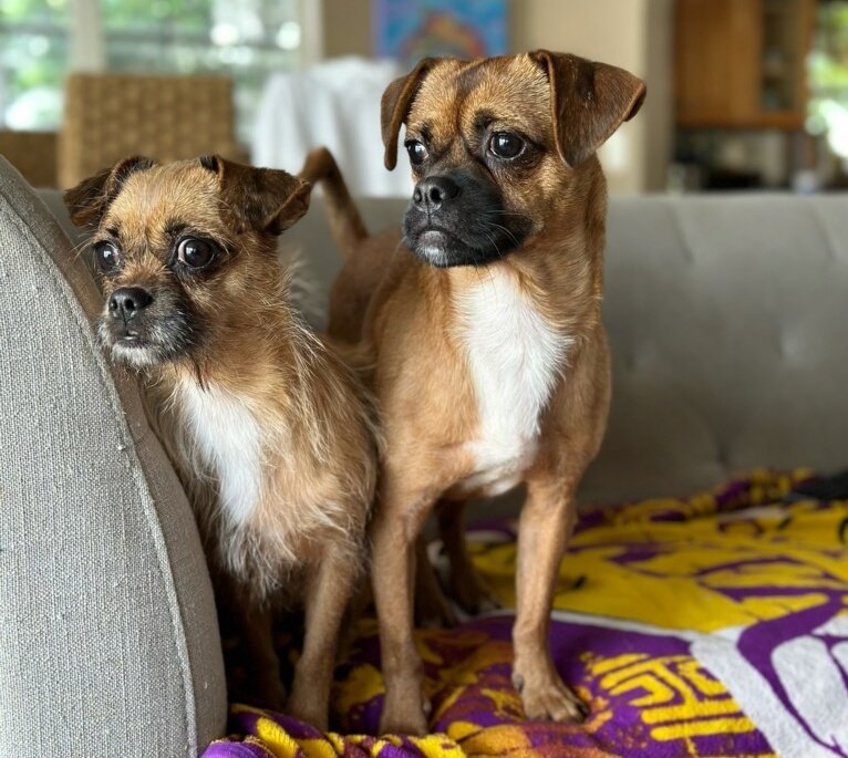 PawsYourGame's tweet photo. It's National Dog Rescue Day (but also what day isn't???)! 

Show us your rescue pups! https://t.co/VSG7Ubb4Uc