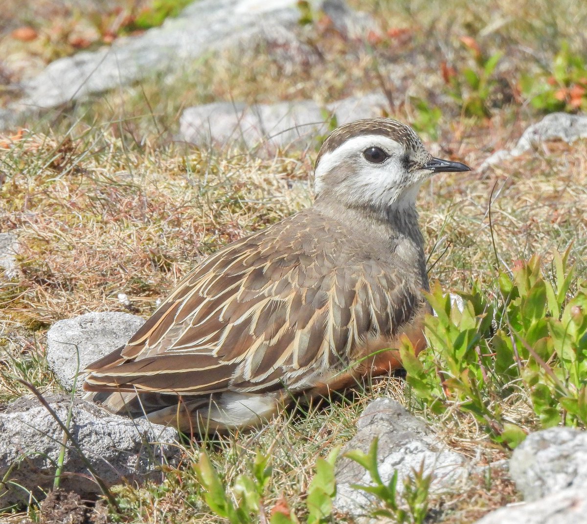 Dotterel at the summit of Carnethy Hill late this morning <a href="/birdinglothian/">Birding Lothian</a>