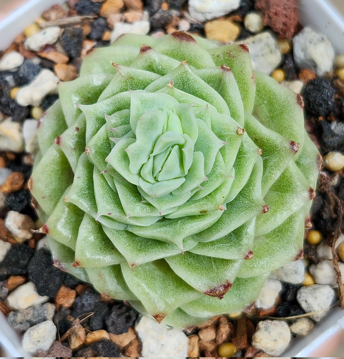 Christy 🌸🌺🏵️ tweet media