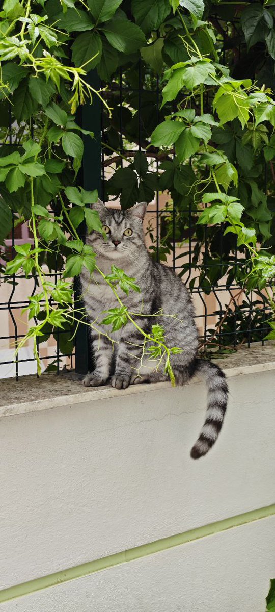 потенциальный лэндлорд запросил фото нашего кота)
очень мучительные три часа тишины, я уже стала утешать себя тем, что чел открыл фотку и просто помер от красоты моей зазнобы. Но нет, всего лишь дал добро на просмотр)
Как интересно должен выглядеть кот, которому откажут