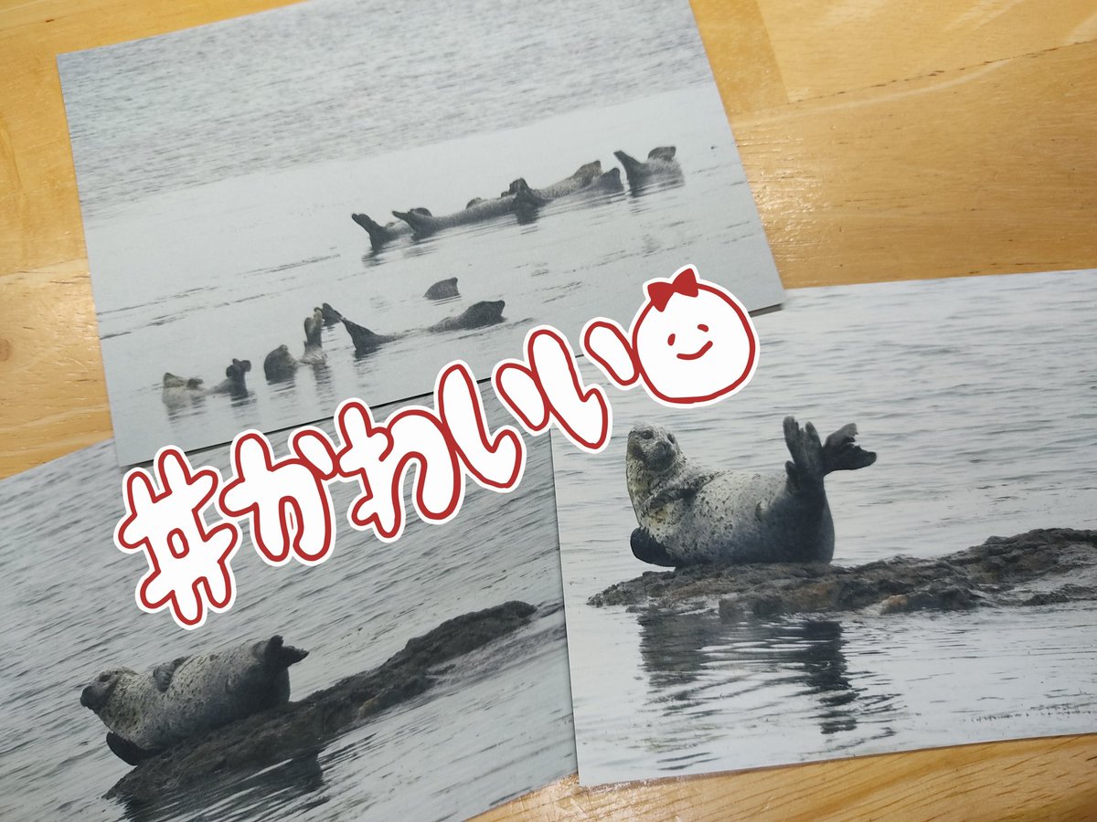locopost's tweet photo. 今回の #Otegamiフリマ には、野生のアザラシの写真のポストカードがありますよ。礼文のアザラシです🦭 https://t.co/SGhNFobPB9