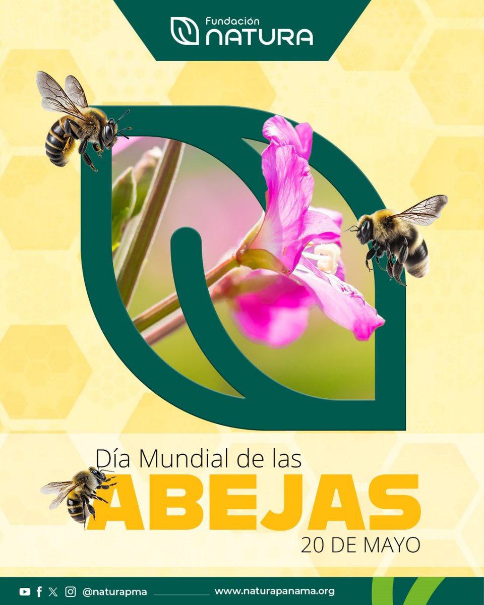 🐝En este #DíaMundialDeLasAbejas, aplaudimos el trabajo de los productores con quienes trabajamos, porque fomentan la conservación de las #Abejas y otros polinizadores, como las #Mariposas y los #Colibríes, que cada día están más amenazados por los efectos de la actividad humana.