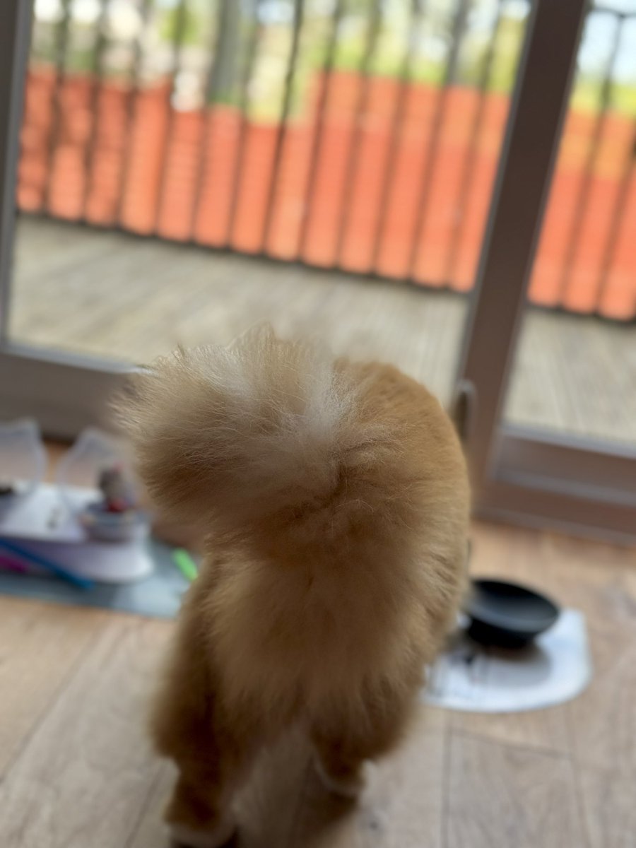 buddy_gizmo's tweet photo. Talk to the tail! Buddy would be proud of you for this display Gizmo! ๐งก๐งก๐ฆ๐ฆ #tailsup #teamfloof #CatsOfTwitter https://t.co/KukBGWCmgI