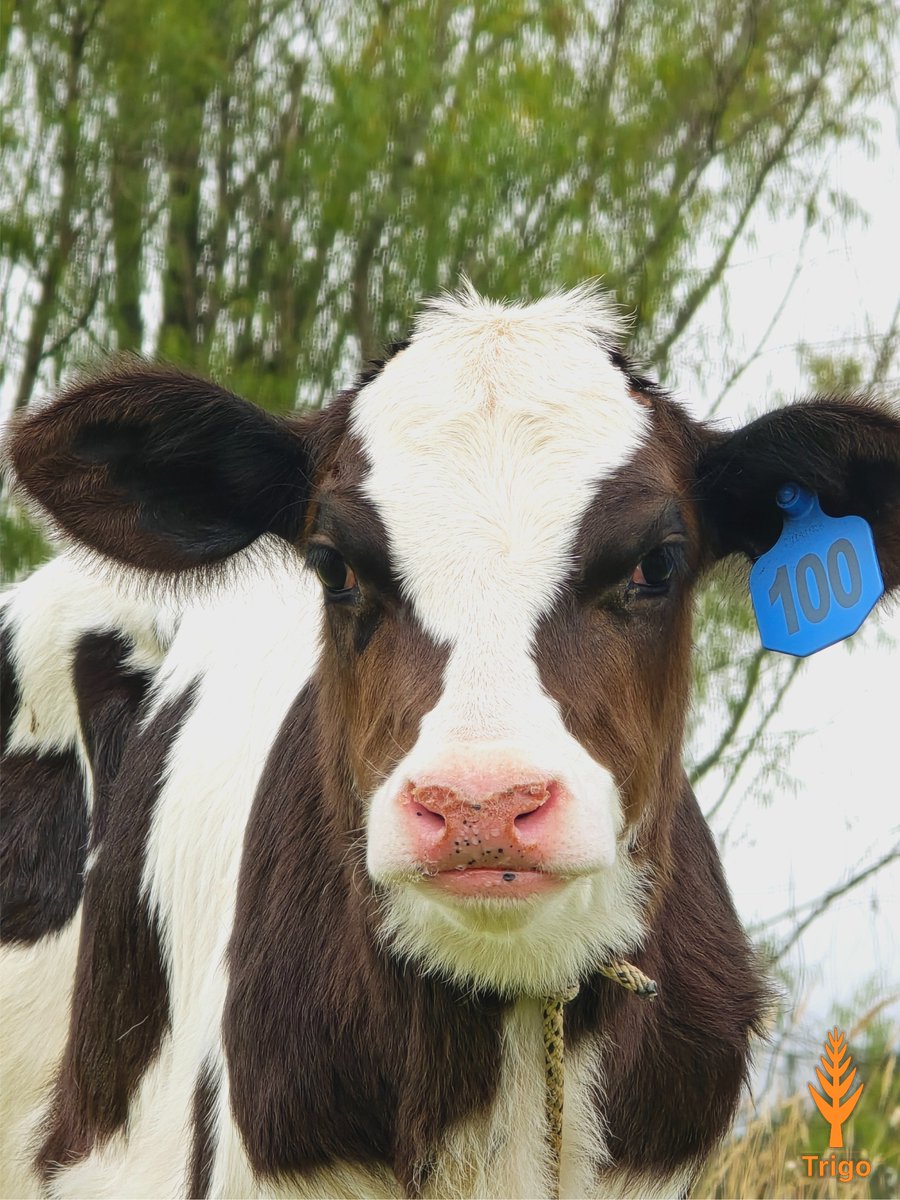 TrigopolisHQ's tweet photo. It's not just the big girls that we love, our calves steal the show too!  

In the first few days of birth, they drink colostrum. It's a special nutrient-rich substance that helps them grow strong and stay healthy, all the way into their adult life! ⚡️  

Follow us to learn more about #cows 🐄  

#LiveStock #Web3