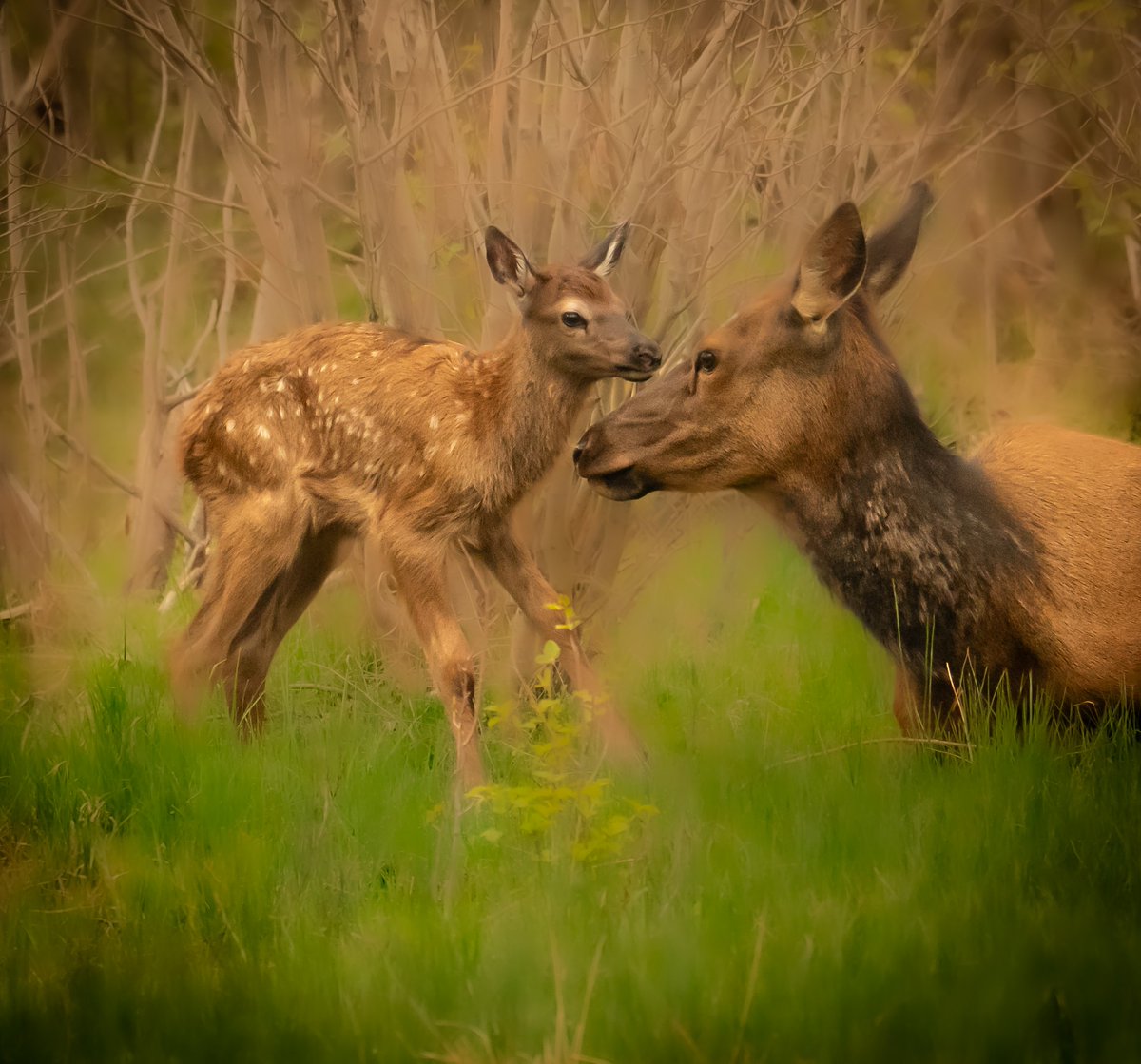 Elk calf &amp; mama 💛 #TwosDay

#wildlifephotography 
©️ Wild &amp; Beyond Photography