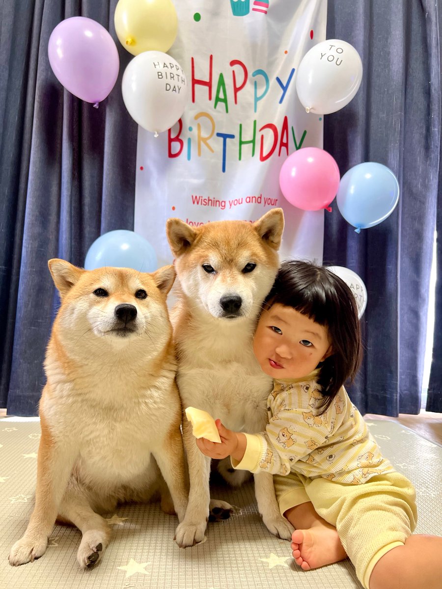 おっす！おーっす！(ﾎﾞｸの誕生日🎂) #むぎわら日常記録 #シヴァ犬こむぎっす #豆シヴァわらび #柴犬 #1歳 #妹, image size:900x1200
