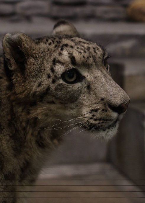 “We must not underestimate the overwhelming presence of dichotomous influence over our cognitive sense-making processes. Values in life are abstractions which vary dependant upon perceptual influence; they are not equal proponents of themselves” 

-Himeru (2025)