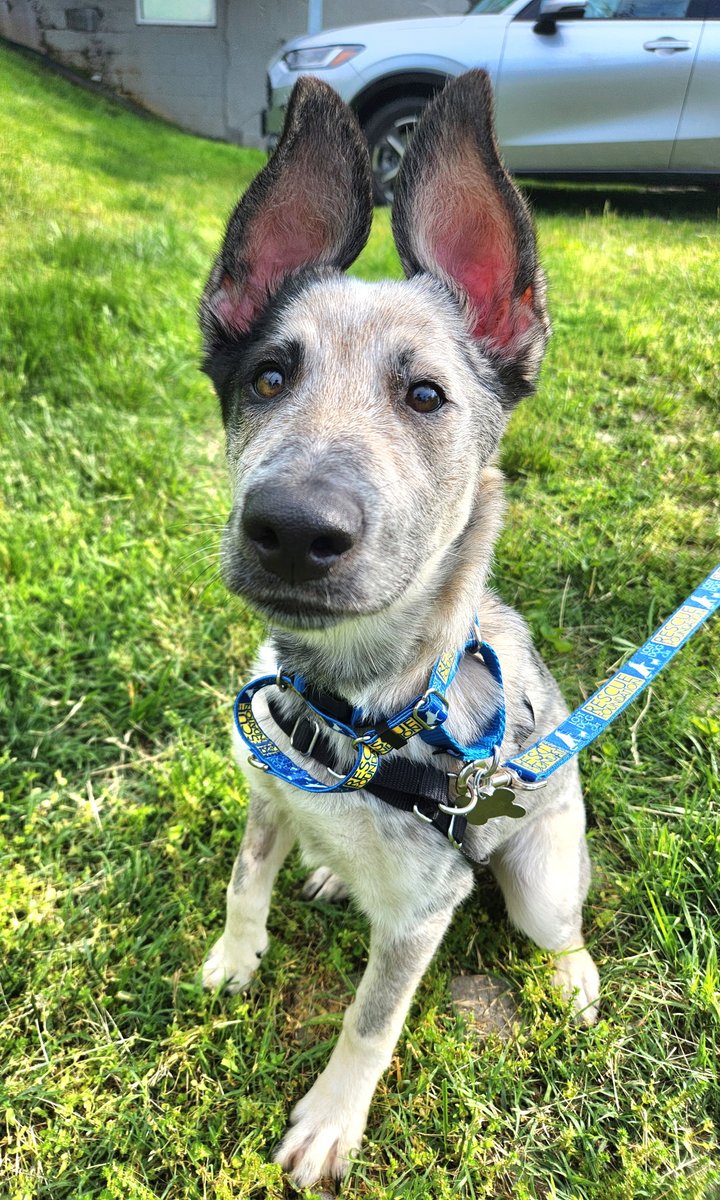 Callie can't believe she hasn't heard from you yet. Make a date to meet 4-month-old Blue Heeler/Aussie mix Callie and check out those amazing ears first-hand. 🔗 lostdogrescue.org/dogs-for-adopt…