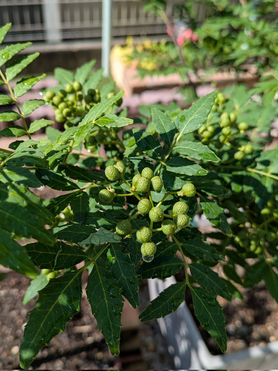 収穫まであと少し…ですが鳥さんの猛攻に🥹こんな辛いのよく食べれるね😅