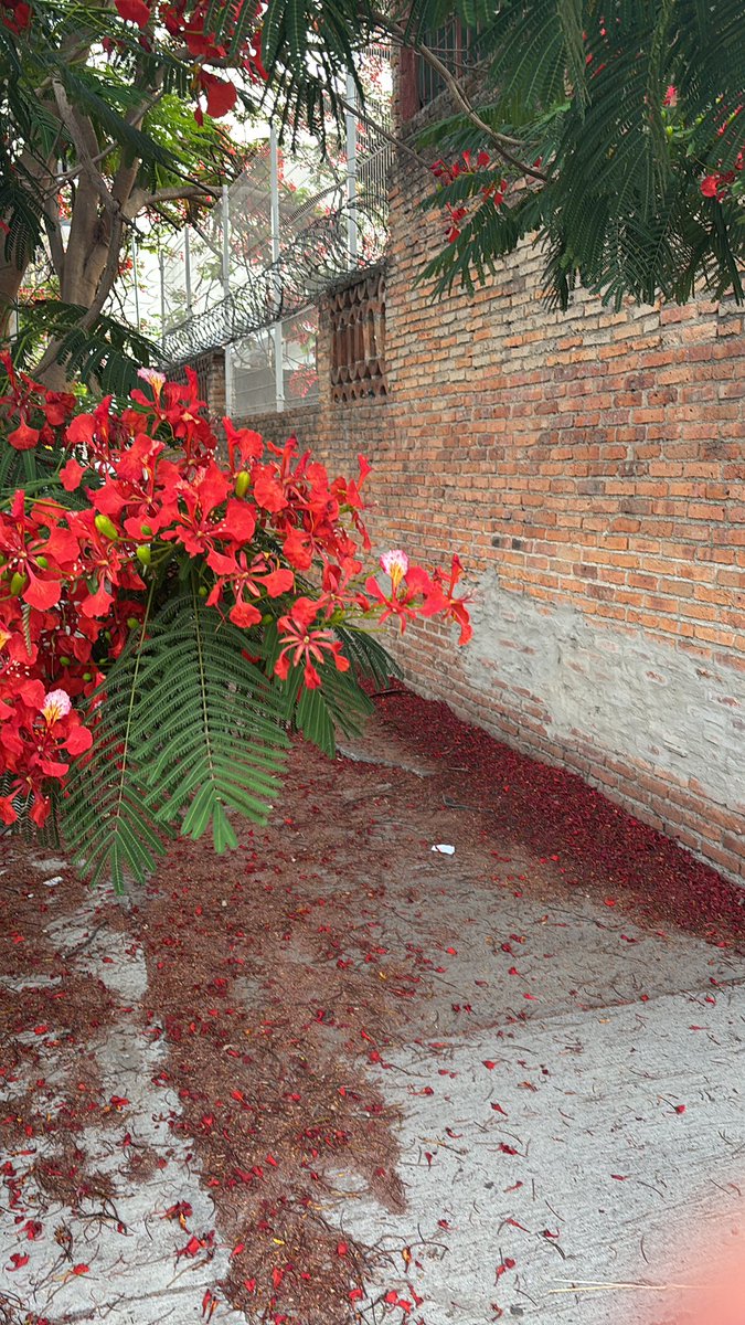 El color del Tabachín. El árbol que florece en Mayo
