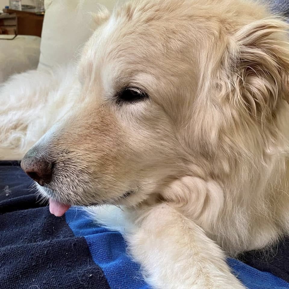 Bryan Marquard (@bryanmarquard) on Twitter photo Outlaw three years ago, his final May. Our #tongueouttuesday expert. The sweetest. #dogsoftwitter <a href="/dogandpuplovers/">We love dogs. ๐๐ถ๐</a> <a href="/dogcelebration/">CelebrationOfDogs</a> <a href="/ok32650586/">For the Love of Dogsโค๏ธ๐ถโค๏ธ๐น</a> <a href="/JanMcLa96148225/">Jan McLaughlin</a> Outlaw three years ago, his final May. Our #tongueouttuesday expert. The sweetest. #dogsoftwitter <a href="/dogandpuplovers/">We love dogs. ๐๐ถ๐</a> <a href="/dogcelebration/">CelebrationOfDogs</a> <a href="/ok32650586/">For the Love of Dogsโค๏ธ๐ถโค๏ธ๐น</a> <a href="/JanMcLa96148225/">Jan McLaughlin</a>