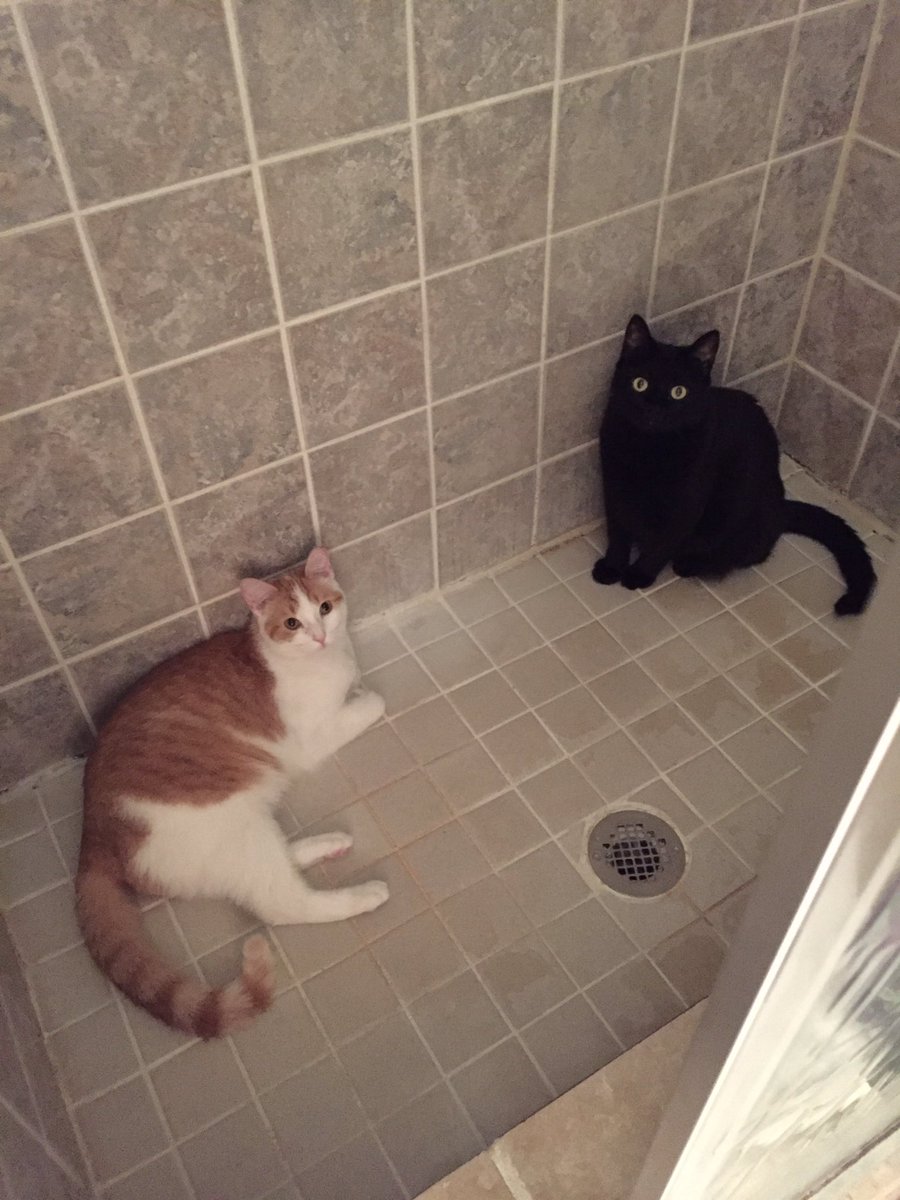 Hey Pa, you needa clean this here shower-thing.
It’ll be fun, they said.