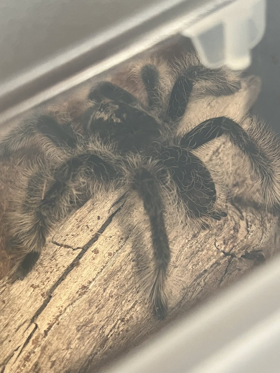 888rora's tweet image. i know i truly love my tarantula because i had a dream my friend lost her and i woke up crying

anyways this is Pookz 🕷️🤍