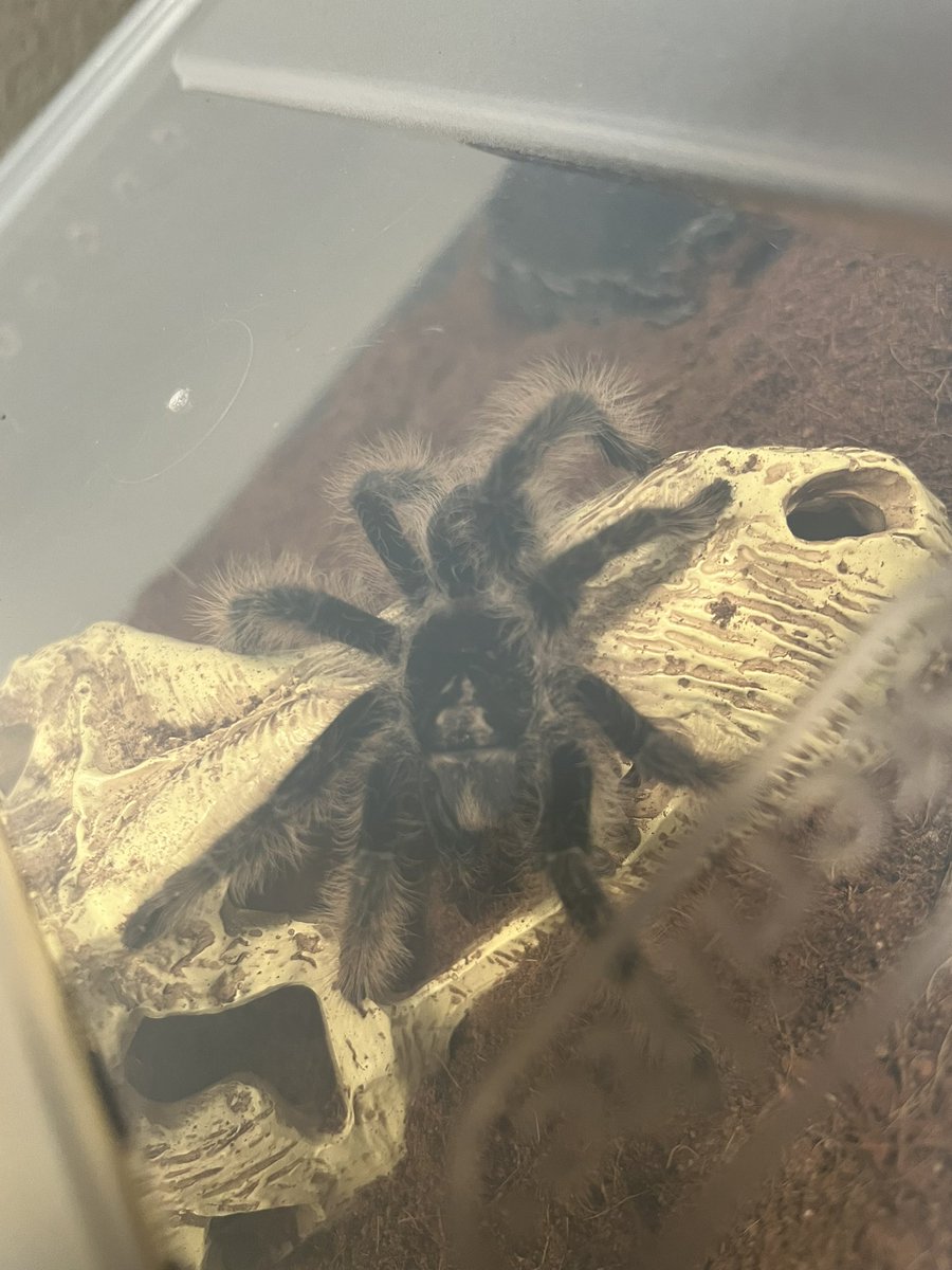 888rora's tweet image. i know i truly love my tarantula because i had a dream my friend lost her and i woke up crying

anyways this is Pookz 🕷️🤍