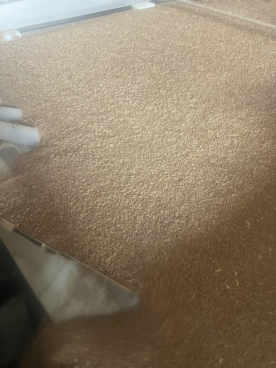 ChrisCullan1's tweet image. Rain delay for planting. Time to clean carryover seed.
