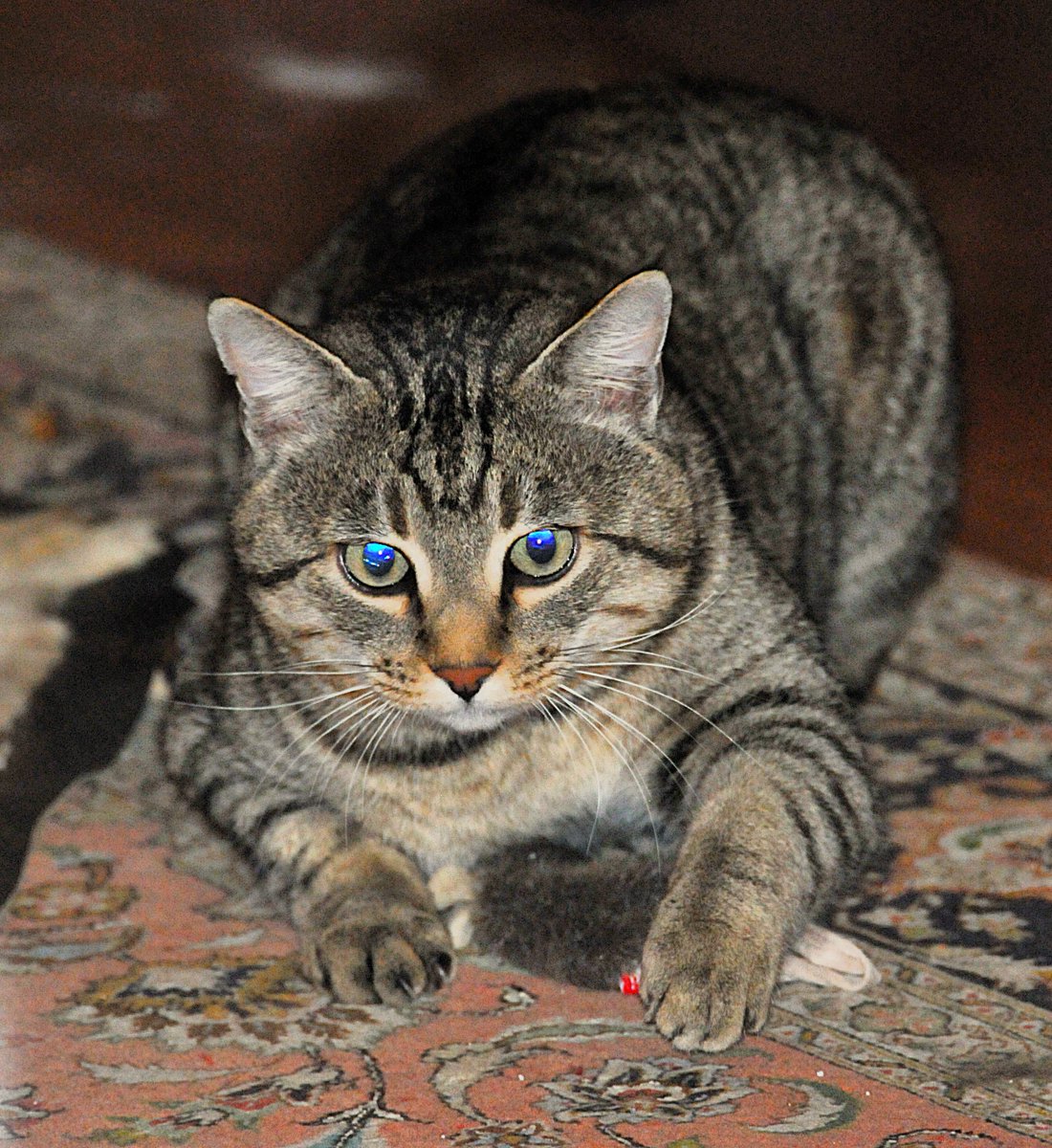 This is Hennie (Afrikaans diminutive for Hendrik, Henry), playing with the mouse toy.