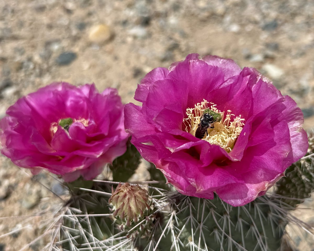 With cacti in the monument being in bloom at the moment, a number of pollinators can be found buzzing around the flowers. One fun pollinator fact is that New Mexico is home to around 1,000 species of bees. 

NPS Photo

#cactus #bees #petroglyphnationalmonument