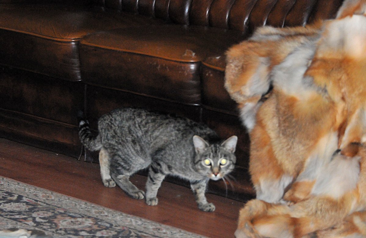 This is little Winston. He is less outgoing than Hennie.
