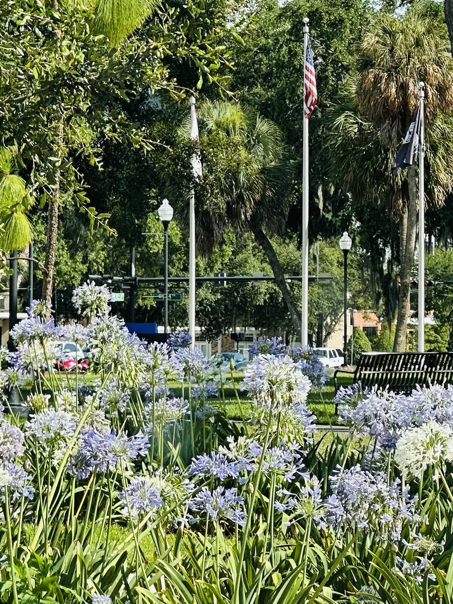 Shout out to <a href="/UF/">FLORIDA</a> Grounds Department! The landscaping is amazing this year! #horticulture