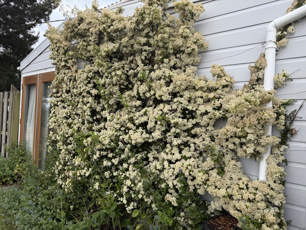 Kittywitches's tweet photo. I don’t think I have seen such heavy Pyracantha blossom before, already past its best after the rain. I hope the flowers translate into berries, it should be a stunning sight. Watch this space! 😁 #Backyardview https://t.co/zW7eHU5JeP