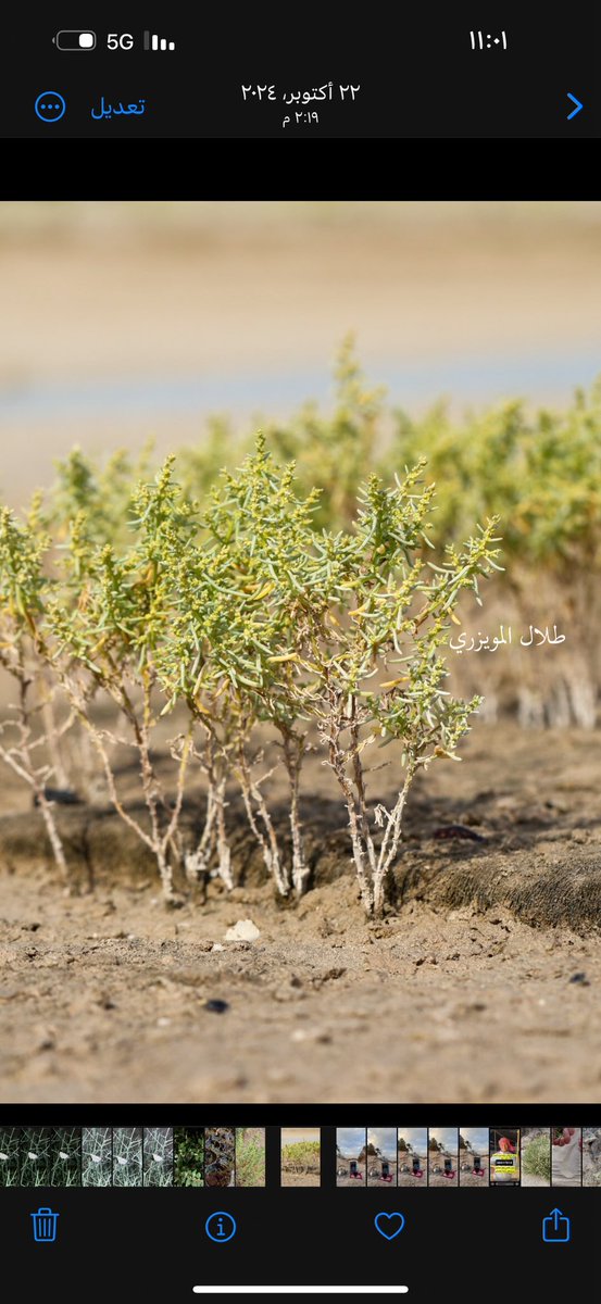 22-10-2024 وجدت مجموعة كبيرة من نبات Suaeda maritima
وبعد البحث اتضح لي انه نوع ليس مسجل من ضمن الفلورا الكويتية وبعد التواصل مع المختصين في تصنيف النبات في الكويت تم التاكد ان هذا النوع يعتبر رصد جديد لدولة الكويت وان شاءالله سوف يتم توثيق هذا النبات باسم محدثكم