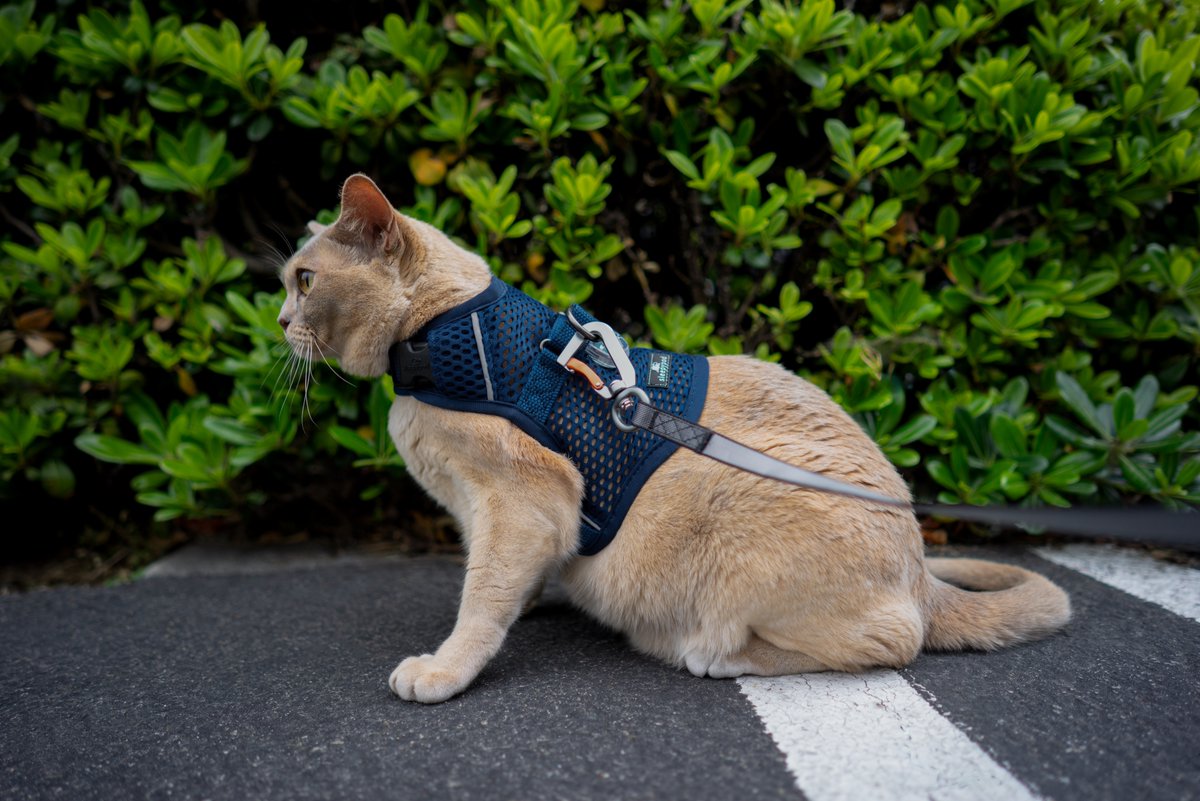 A new view: Milky is unsure about leash walking, but she is a curious kitty. Sleepypod’s Martingale Calming Harness wraps around her like a calming hug, helping her feel less fearful while allowing her to take in a new view.

🎥 How to use Sleepypod's Martingale Calming Harness