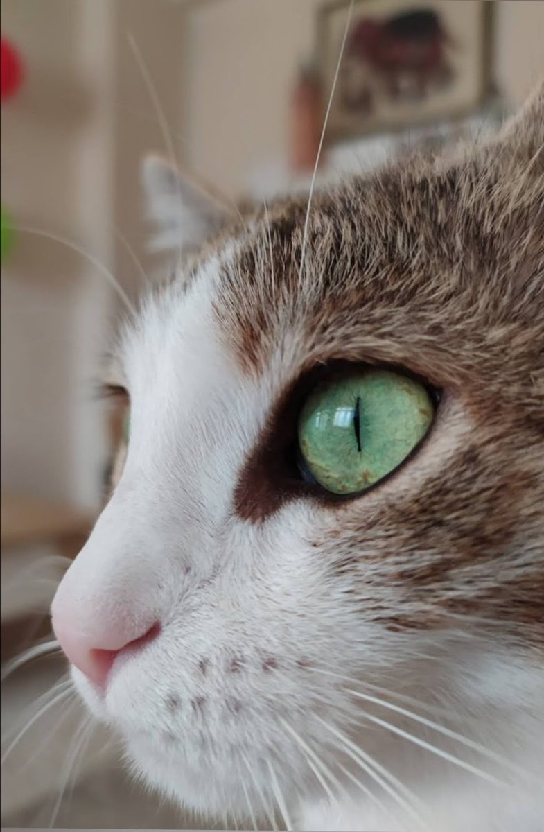 Benim güzel kızım 1 Nisan'da bizimle başlayan o güzel hayatına veda etti..12 seneye yakın bir bebek gibi bakıp büyüttük ve onca yıl sonra sanki hiç yokmuş gibi hiç bizimle yaşamamış gibi biz onsuz kaldık.. Bu tarifi olmayan içimi sızlatan bir acı 🥺