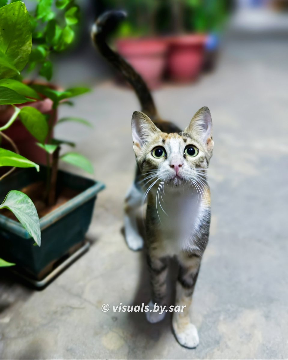 abbas561999's tweet photo. A glance of hope...

Street Cats at Dar be like 🥺

#citycats #streetcats #DarEsSalaam #tanzania #streetphotography #visualsbysar #catphotography #catlife https://t.co/bgDoI7wP28