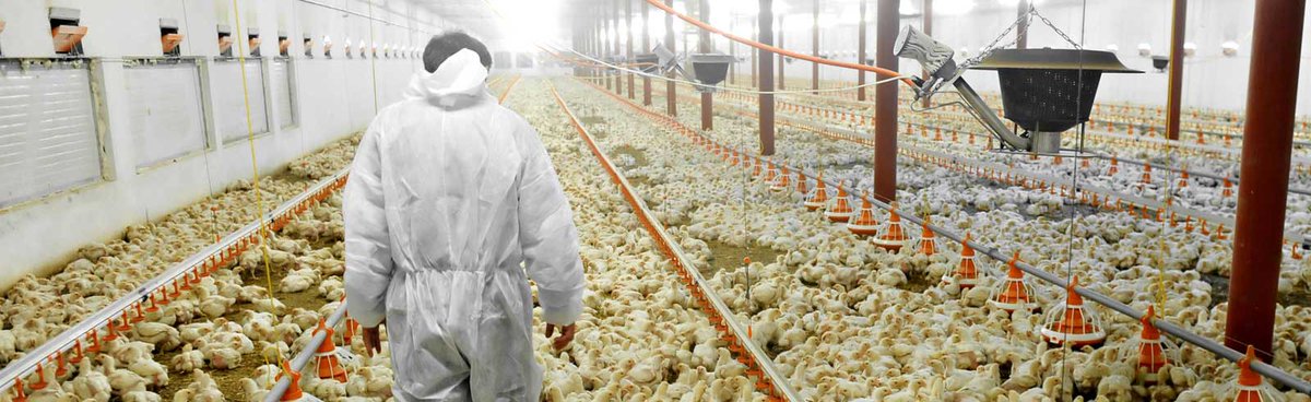 Center on Emerging Infectious Diseases (CEID) (@buceid) on Twitter photo "Although the risk to the general public from bird flu is low, it’s not as low as it was two years ago because there are more birds and mammals around us that have the virus," CEID director <a href="/BhadeliaMD/">Dr. Nahid Bhadelia</a> tells <a href="/theNASEM/">National Academies</a>.
spr.ly/6016NFtcM "Although the risk to the general public from bird flu is low, it’s not as low as it was two years ago because there are more birds and mammals around us that have the virus," CEID director <a href="/BhadeliaMD/">Dr. Nahid Bhadelia</a> tells <a href="/theNASEM/">National Academies</a>.
spr.ly/6016NFtcM