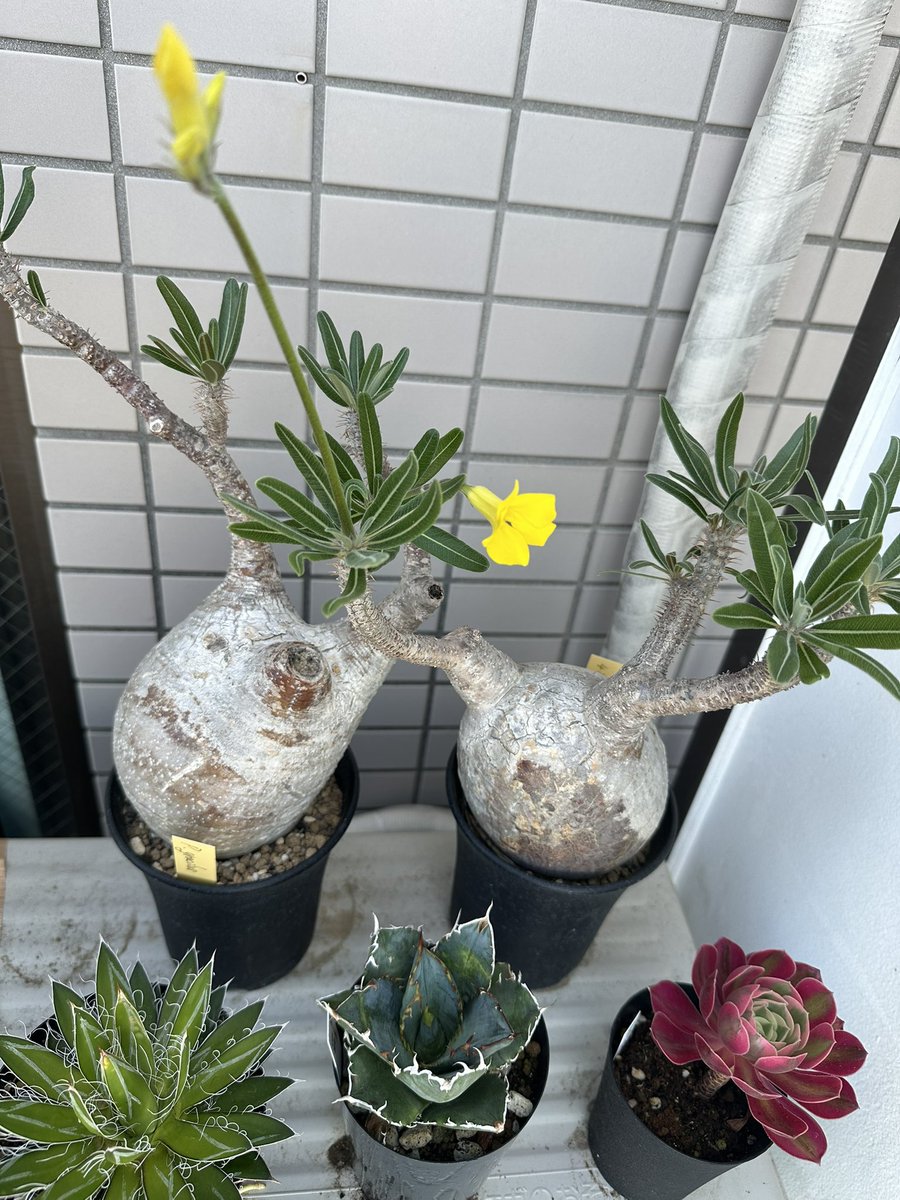 去年買ったグラキリスさんが初めて花を咲かせてる（かわいい）