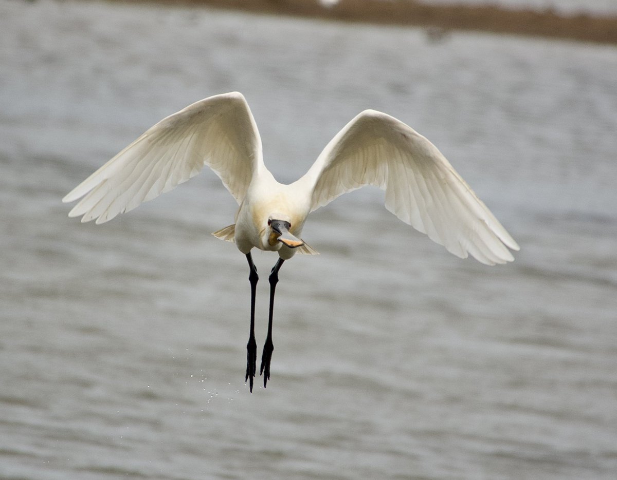 fortiesfc's tweet image. The Angel of the East…?
RSPB Titchwell. 26 May 25