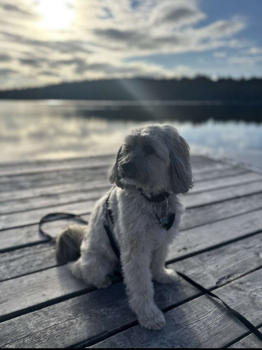 My daughter in law took this picture of my buddy this evening.