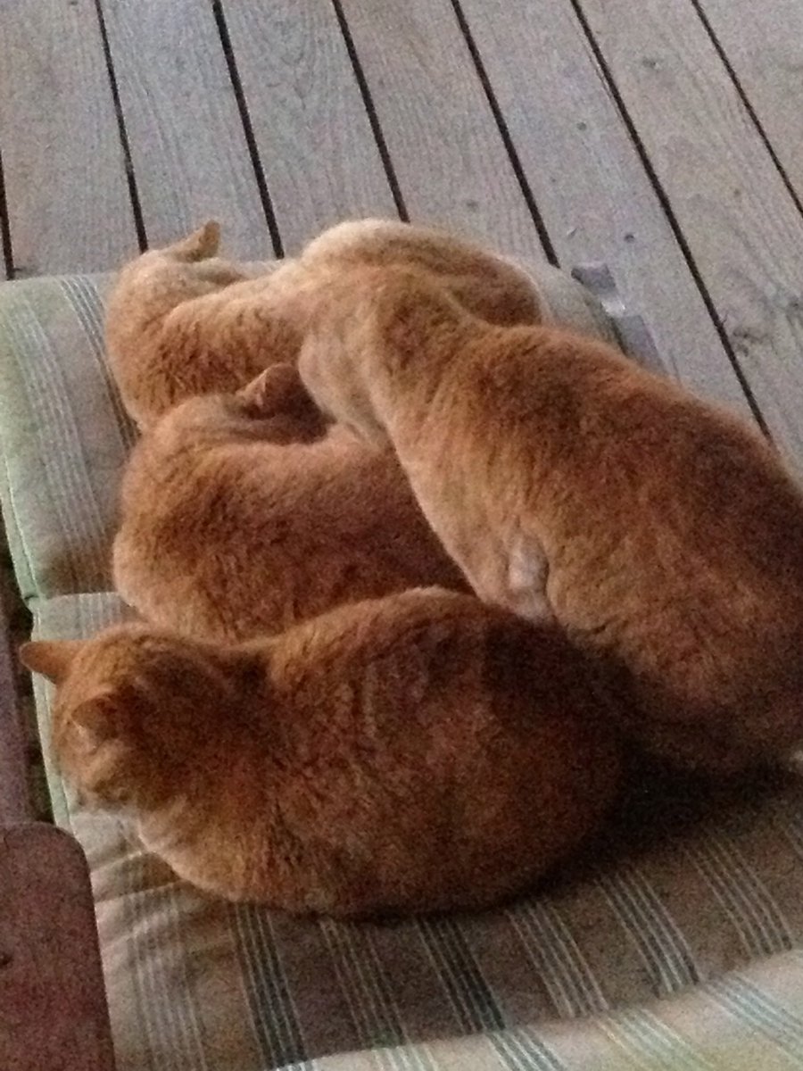 MakersMarian's tweet photo. @ShouldHaveCat I had five (Royal, Stretch, Runt, Friend, and Wildcat #4) at one time, but here are the fabulous four: https://t.co/EE4gxIu7z9