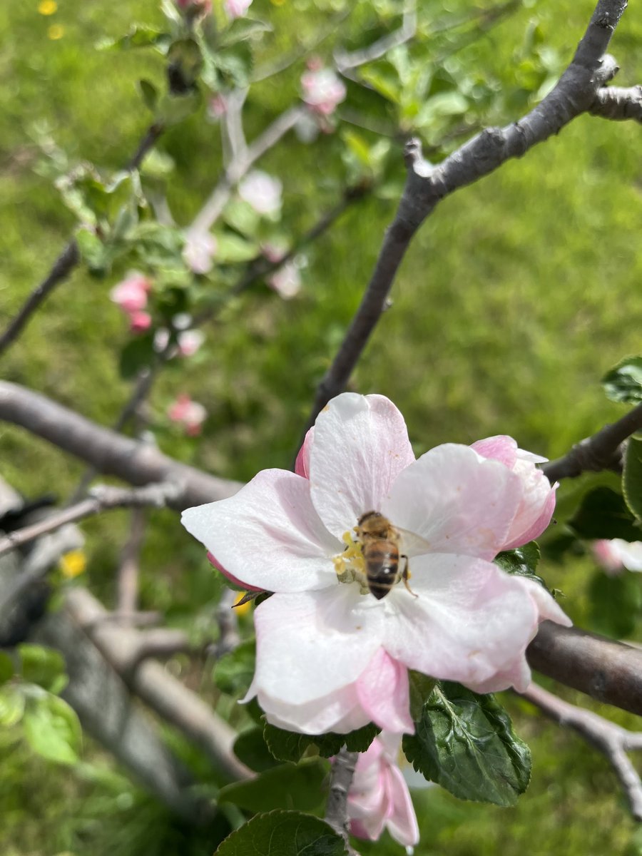 CiderFire's tweet image. ⁦@CityNatasha⁩ The #bees are finally out to pollinate our #apple and #pear trees … please 🙏 no rain here in #Brucecounty lol! Thank you again for the #weatherforcast