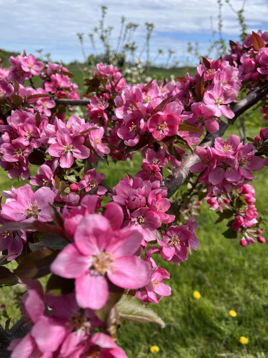 CiderFire's tweet image. ⁦@CityNatasha⁩ The #bees are finally out to pollinate our #apple and #pear trees … please 🙏 no rain here in #Brucecounty lol! Thank you again for the #weatherforcast