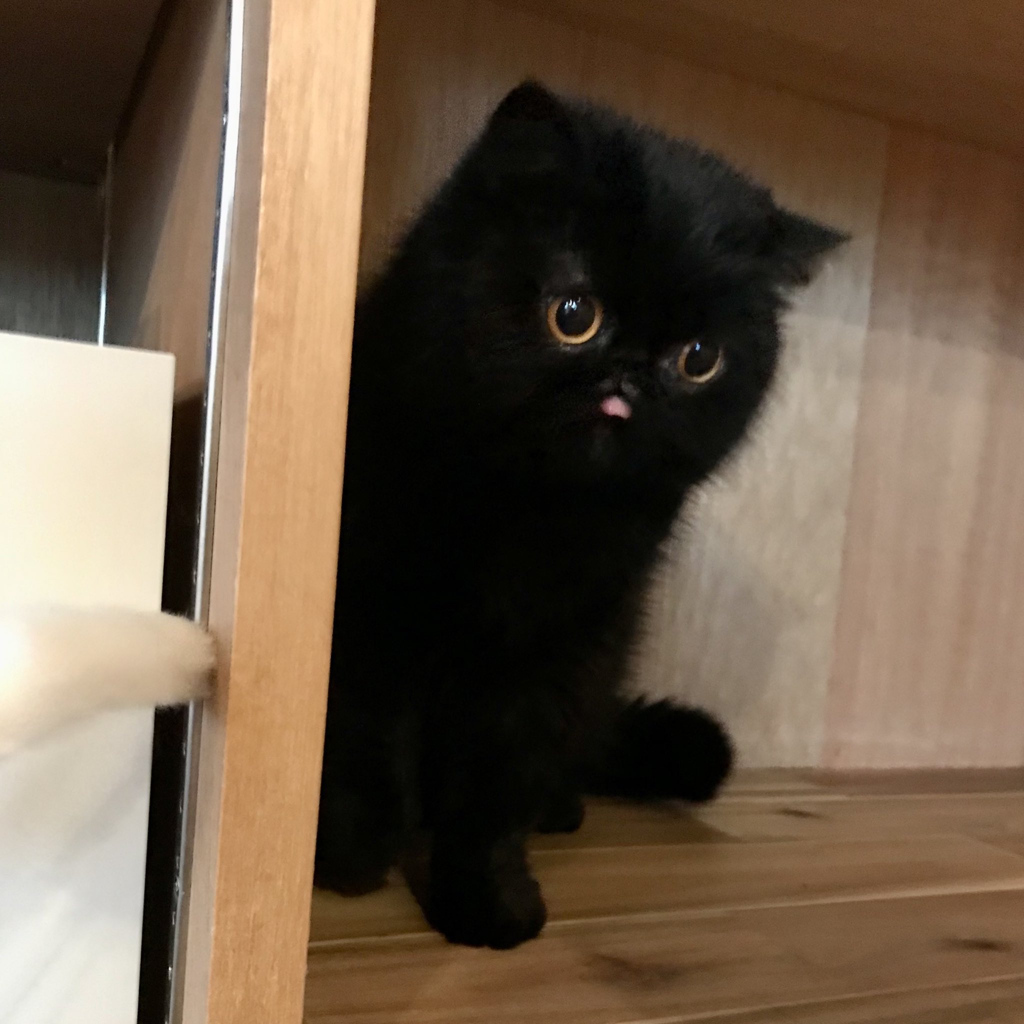 大人気の エキゾチックショートヘア♡黒猫トトちゃん◇子猫