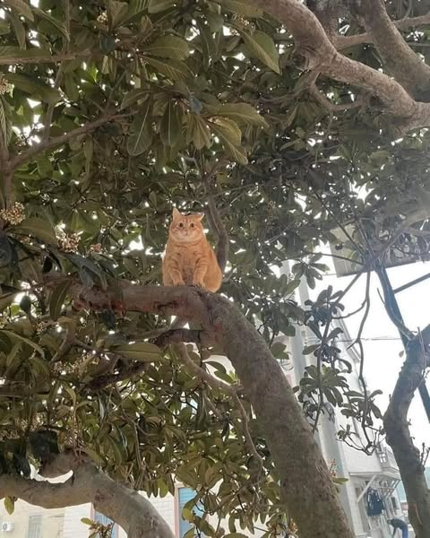 Orange tree with only one fruit!