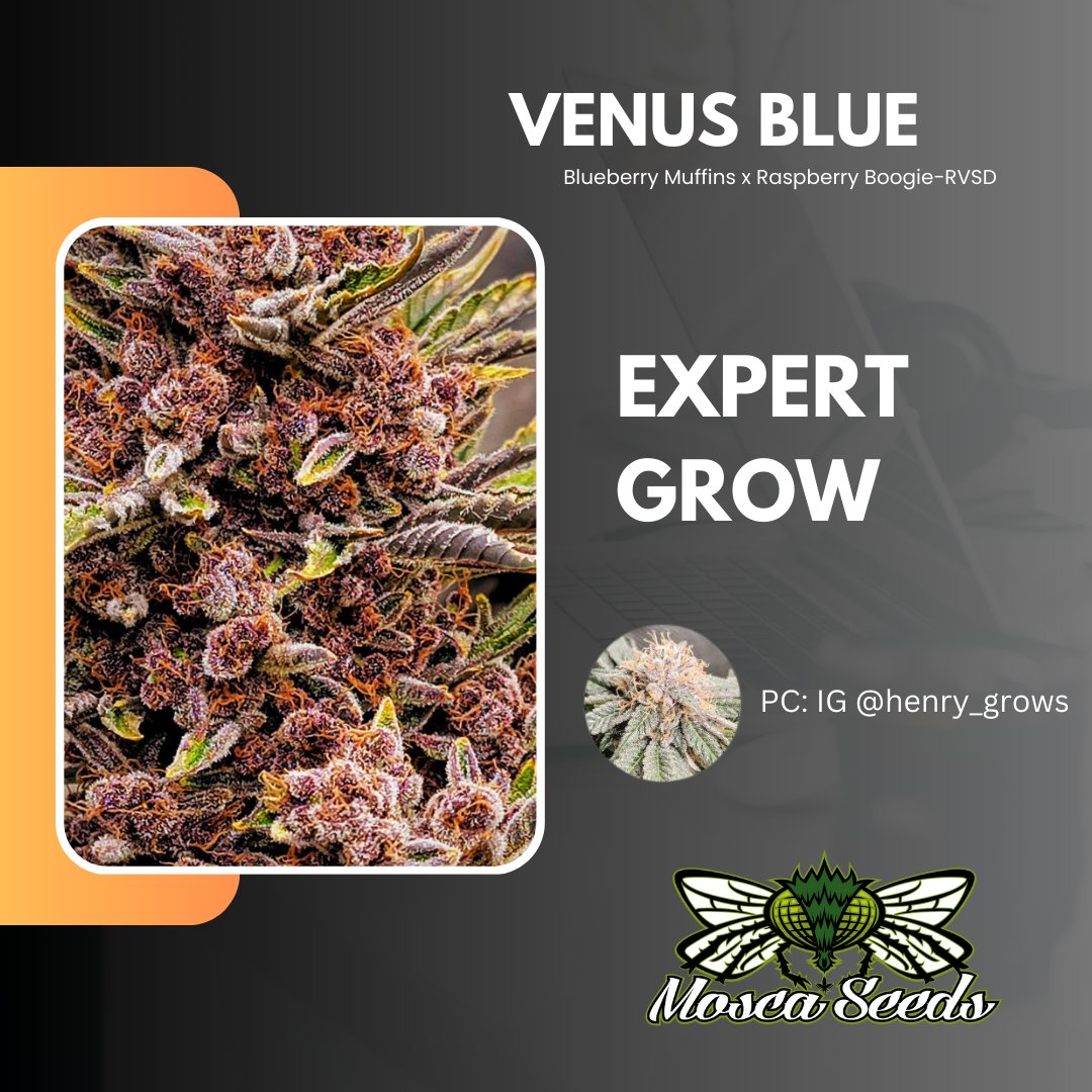 VENUS BLUE!💙💙
Blueberry Muffins x Raspberry Boogie-RVSD
PC: IG henry_grows
Get the bean here: moscaseeds.com/product/venus-…

#moscaseeds
#growyourown
#howtogrow
#cannabisseeds
#weedstagram