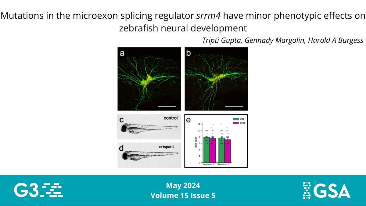 Genetics Society of America (@geneticsgsa) on Twitter photo The latest #G3journal issue features work from <a href="/HBurgessLab/">Harold Burgess</a> describing a limited role of Srrm4 gene in #zebrafish neural development where the new #CRISPR mutant shows no obvious morphological defects and gene expression changes in transcriptome analysis.
buff.ly/cAaBxZl The latest #G3journal issue features work from <a href="/HBurgessLab/">Harold Burgess</a> describing a limited role of Srrm4 gene in #zebrafish neural development where the new #CRISPR mutant shows no obvious morphological defects and gene expression changes in transcriptome analysis.
buff.ly/cAaBxZl